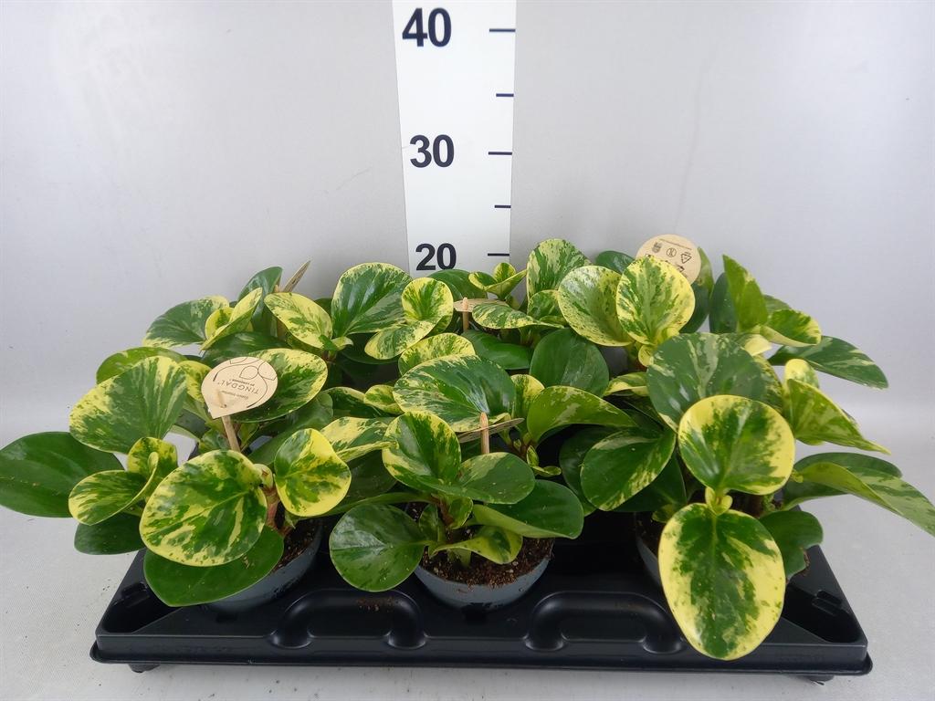 Горшечные цветы и растения оптом Peperomia Obt. obtipan Bicolor от 6шт из Голландии с доставкой по России