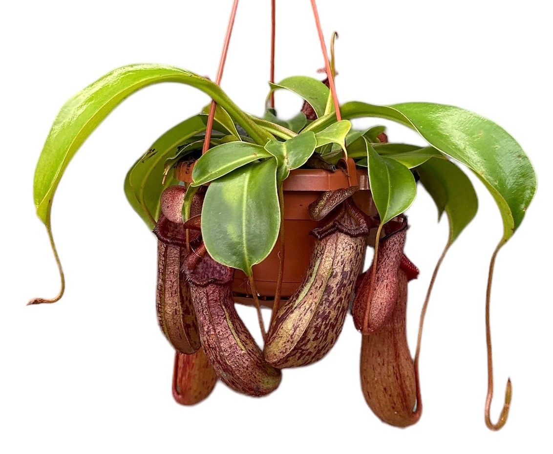 Горшечные цветы и растения оптом Nepenthes Monkey Jars Rob от 4шт из Голландии с доставкой по России