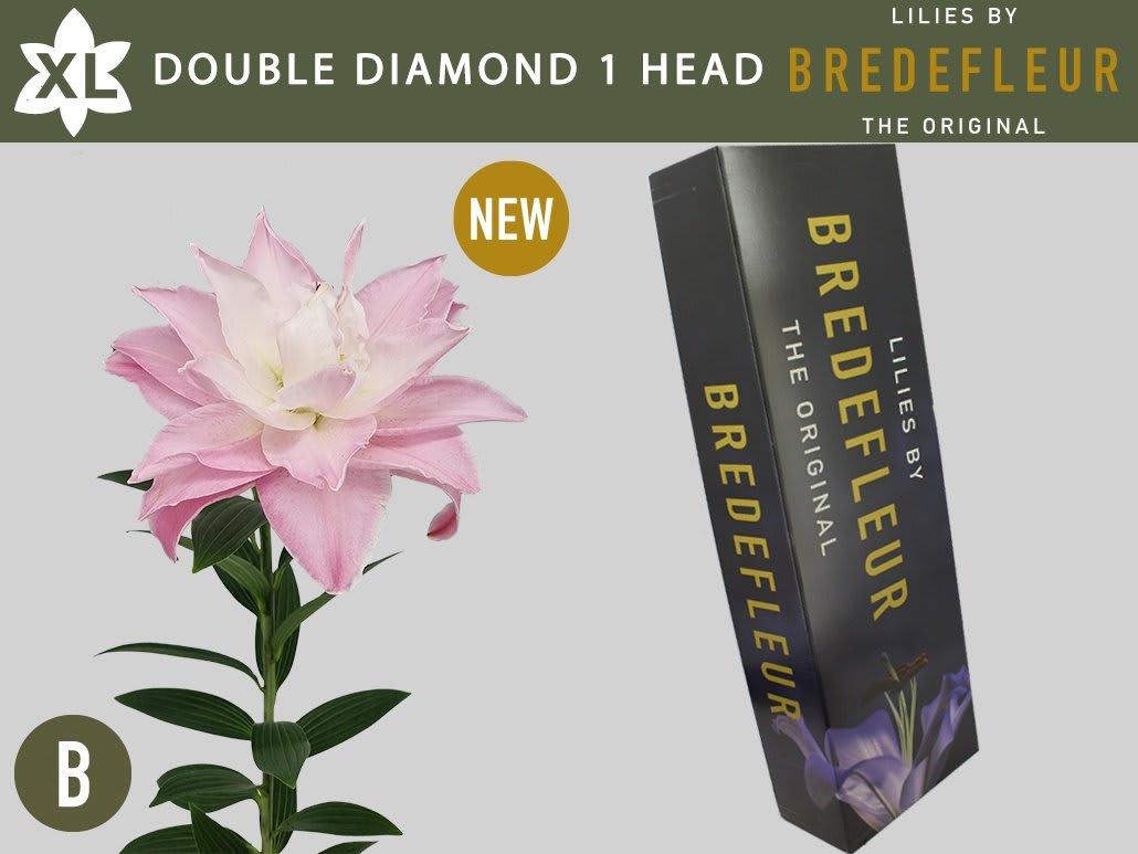 Срезанные цветы оптом Lilium or dbl double diamond от 80шт из Голландии с доставкой по России