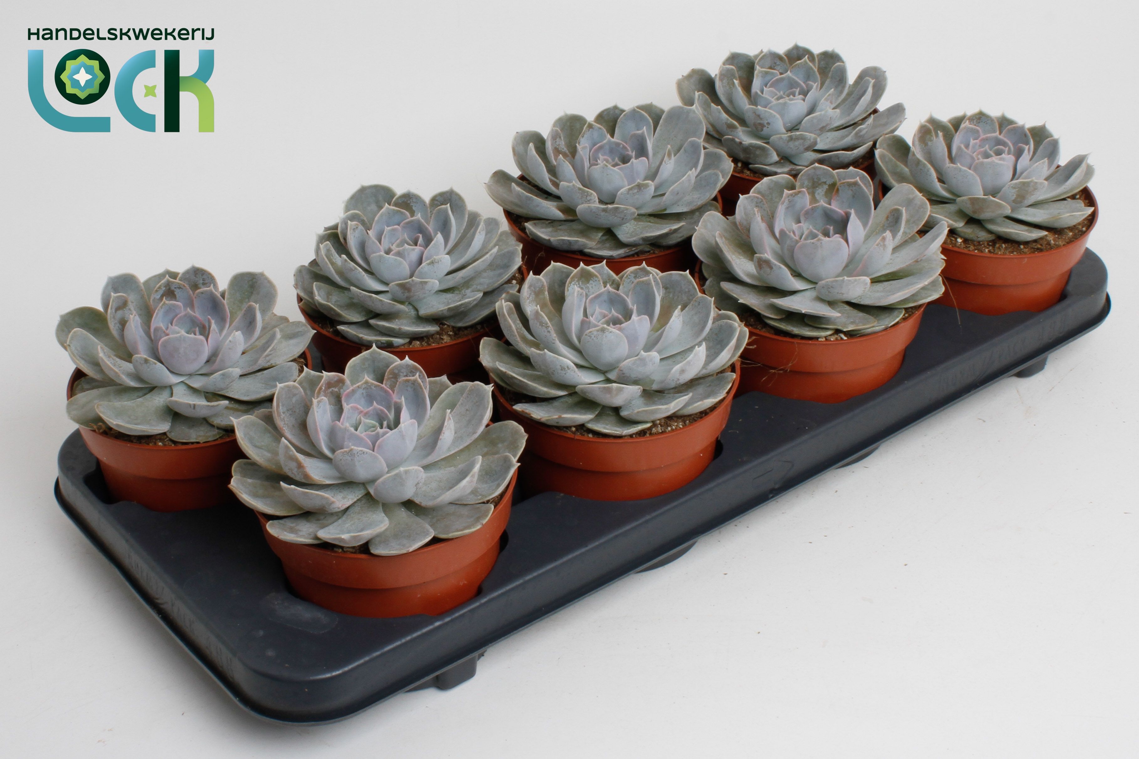 Горшечные цветы и растения оптом Echeveria Minima от 8шт из Голландии с доставкой по России
