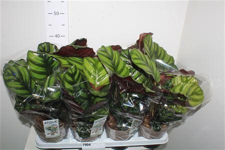 Горшечные цветы и растения оптом Calat Fasciata от 8шт из Голландии с доставкой по России