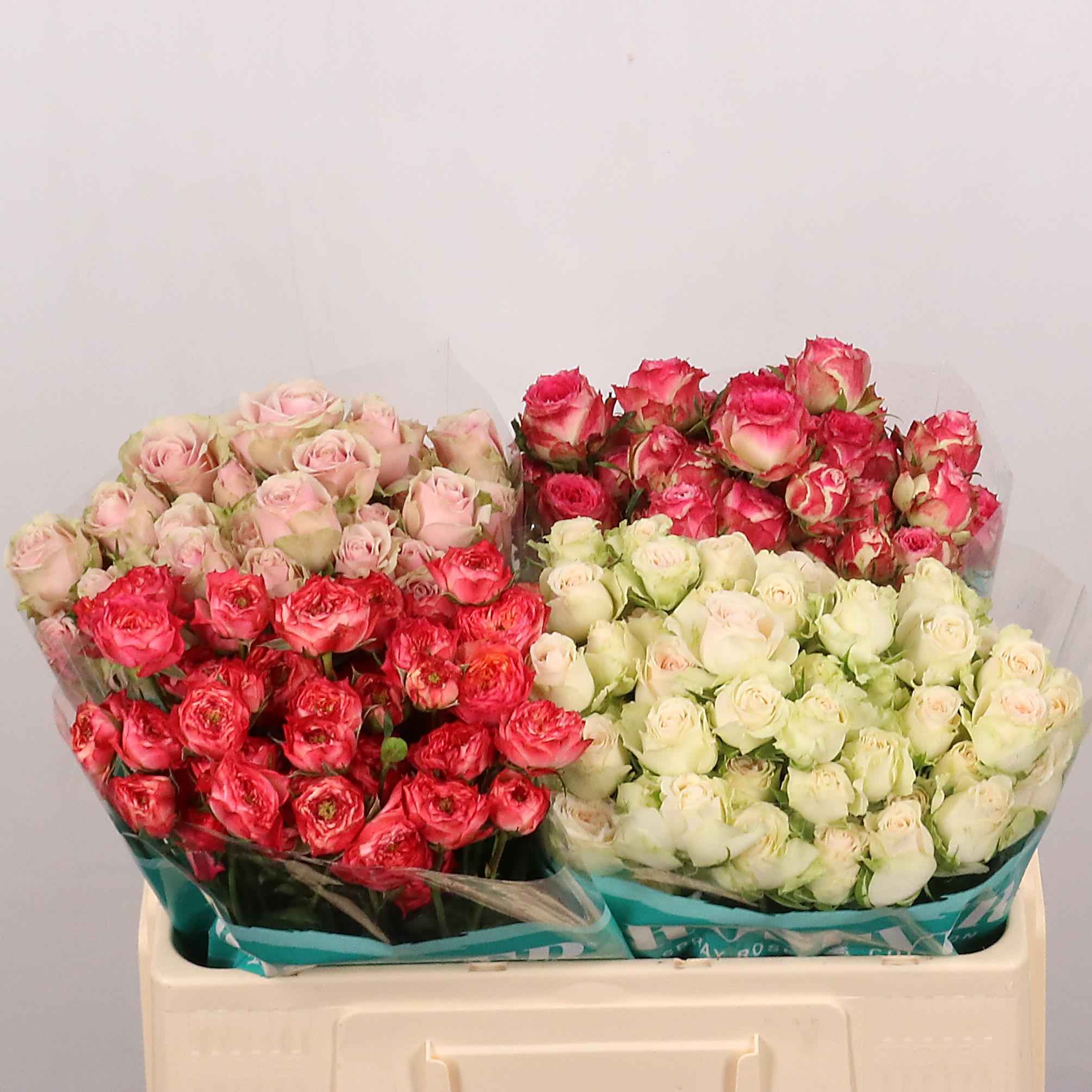 Срезанные цветы оптом Rosa sp mix in bucket от 40шт из Голландии с доставкой по России