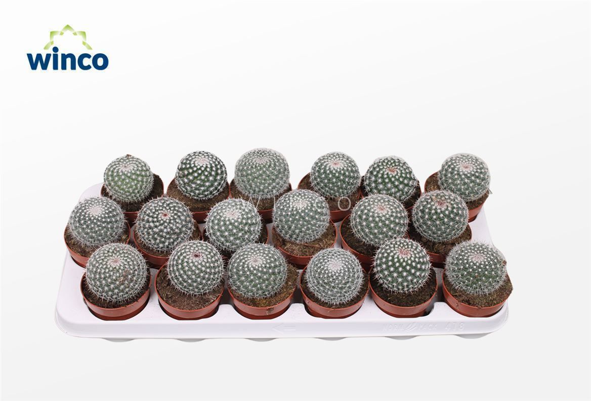 Горшечные цветы и растения оптом Mammillaria Hahniana от 18шт (для телеги) из Голландии с доставкой по России