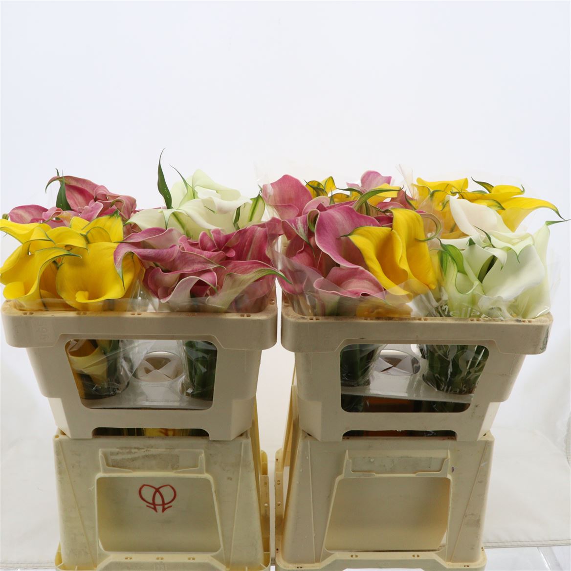 Срезанные цветы оптом Zantedeschia mix in bucket от 40шт из Голландии с доставкой по России