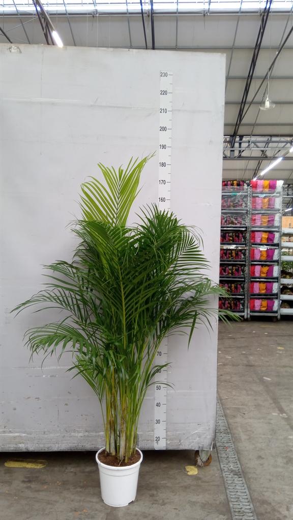 Горшечные цветы и растения оптом Dypsis Lutescens ...chrysalidoca от 1шт из Голландии с доставкой по России