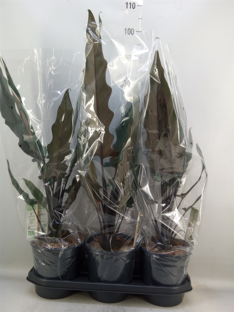 Горшечные цветы и растения оптом Alocasia Lauterbachiana от 3шт (для телеги) из Голландии с доставкой по России