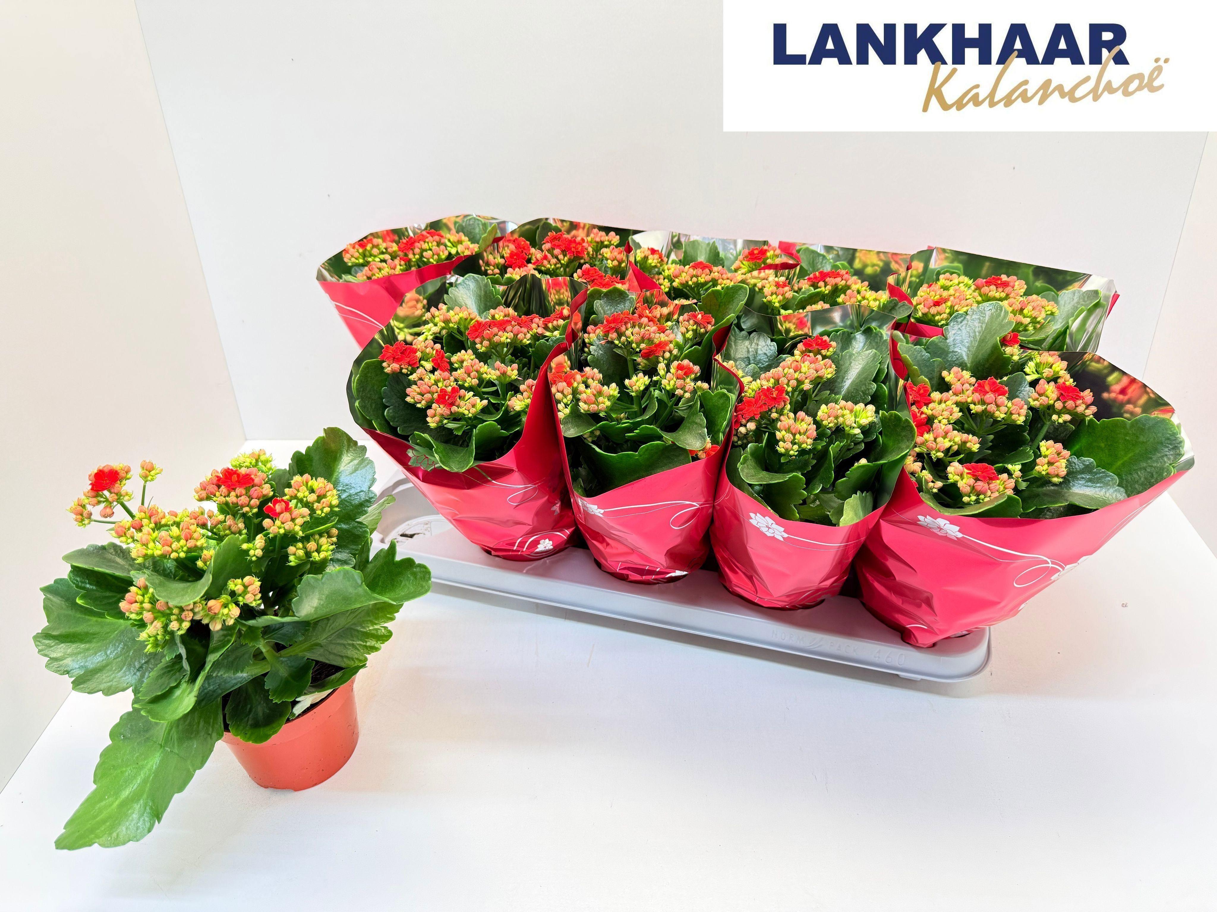 Горшечные цветы и растения оптом Kal Ge Perfecta Red от 10шт из Голландии с доставкой по России