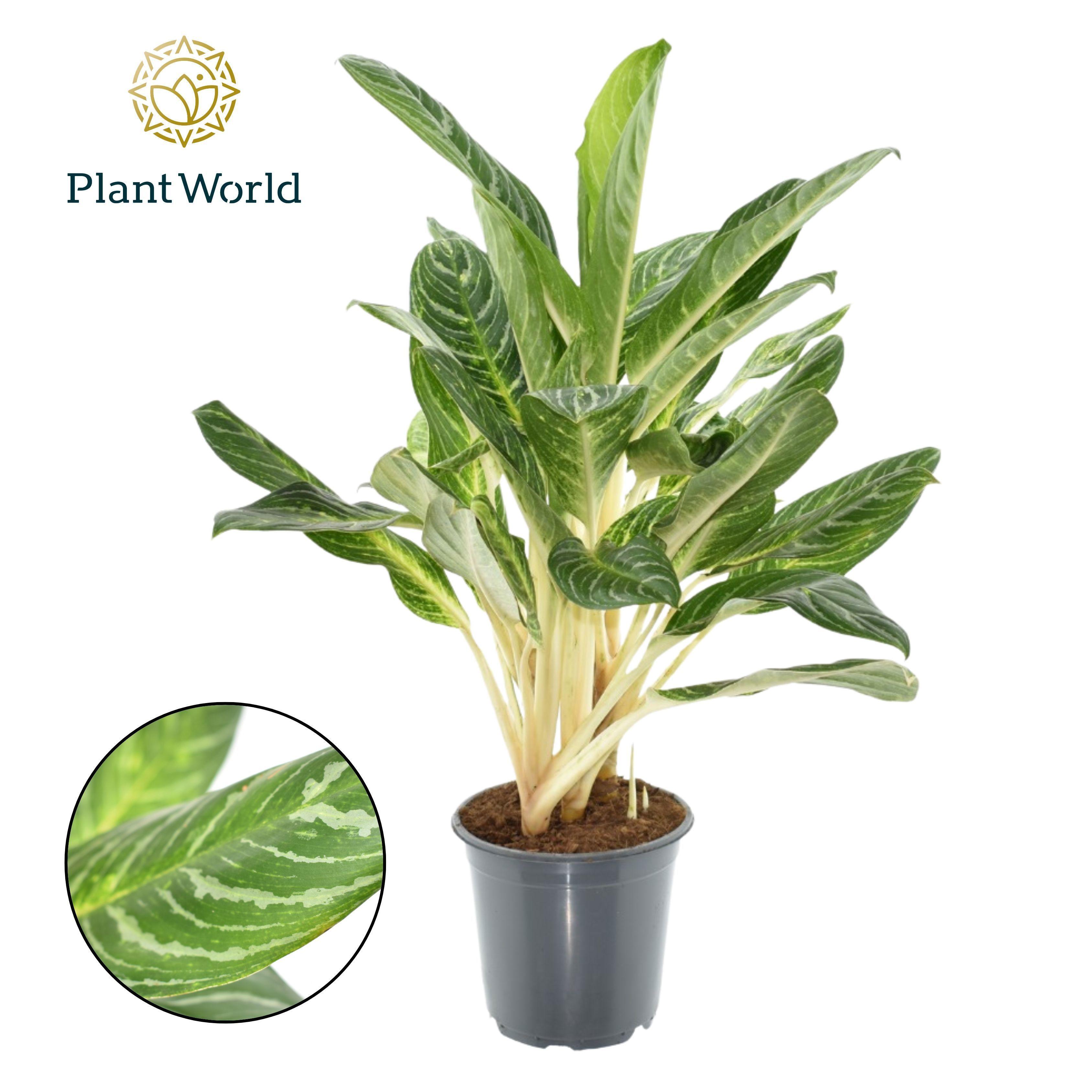 Горшечные цветы и растения оптом Aglaonema Keylime от 3шт из Голландии с доставкой по России
