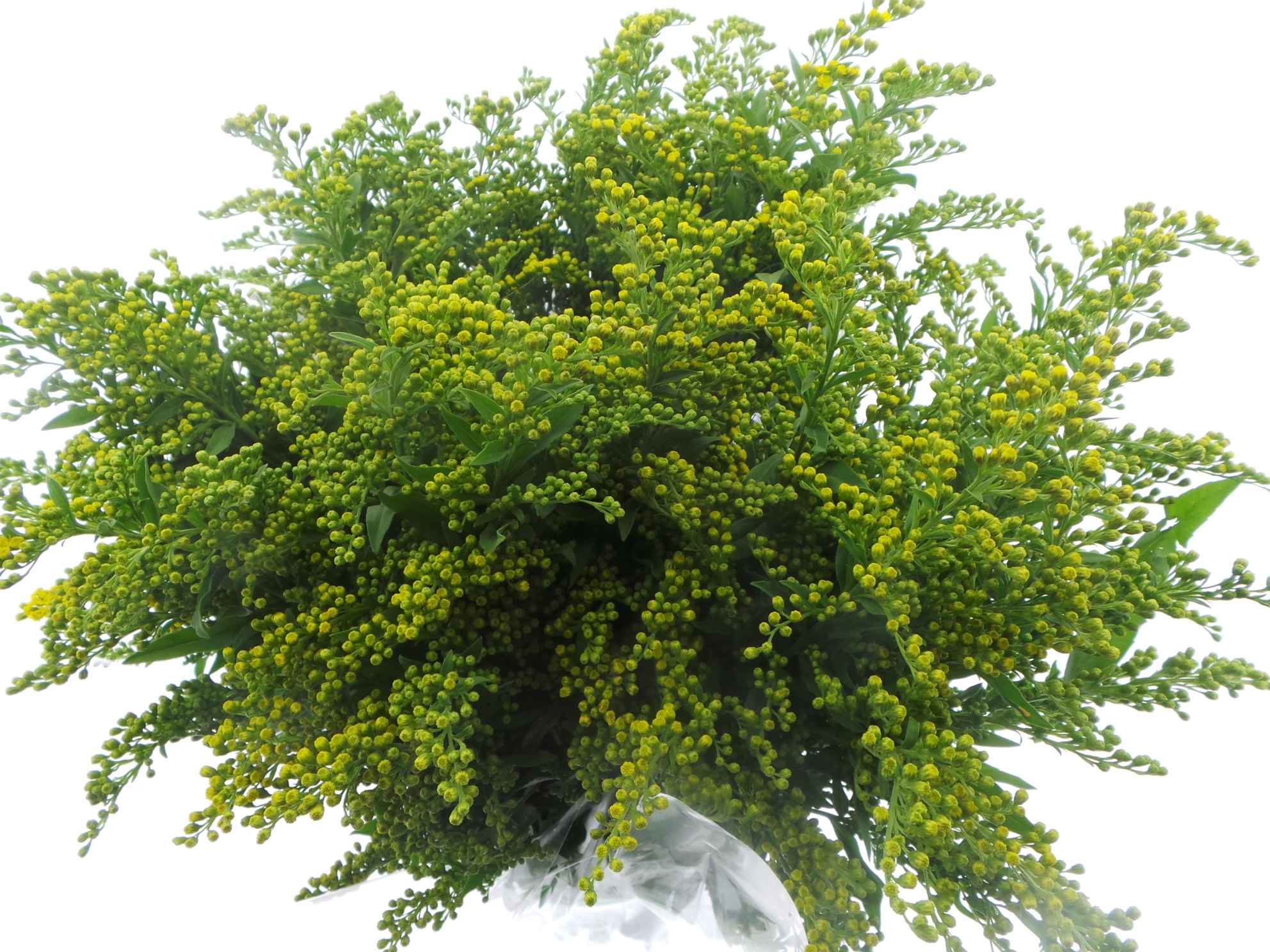 Срезанные цветы оптом Bouquet mono solidago x5 60cm от 10шт из Голландии с доставкой по России