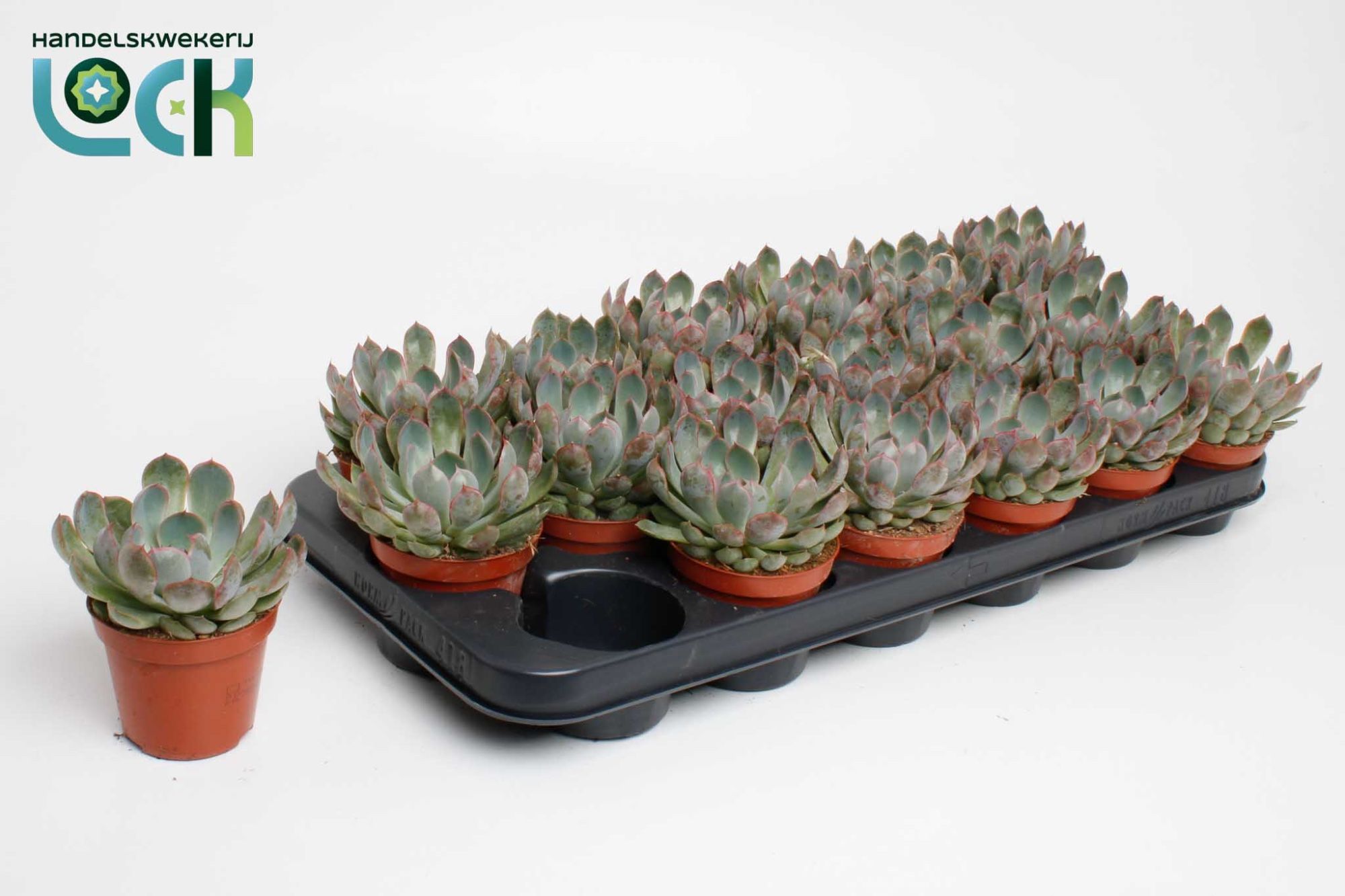 Горшечные цветы и растения оптом Echeveria Apus от 12шт (для телеги) из Голландии с доставкой по России