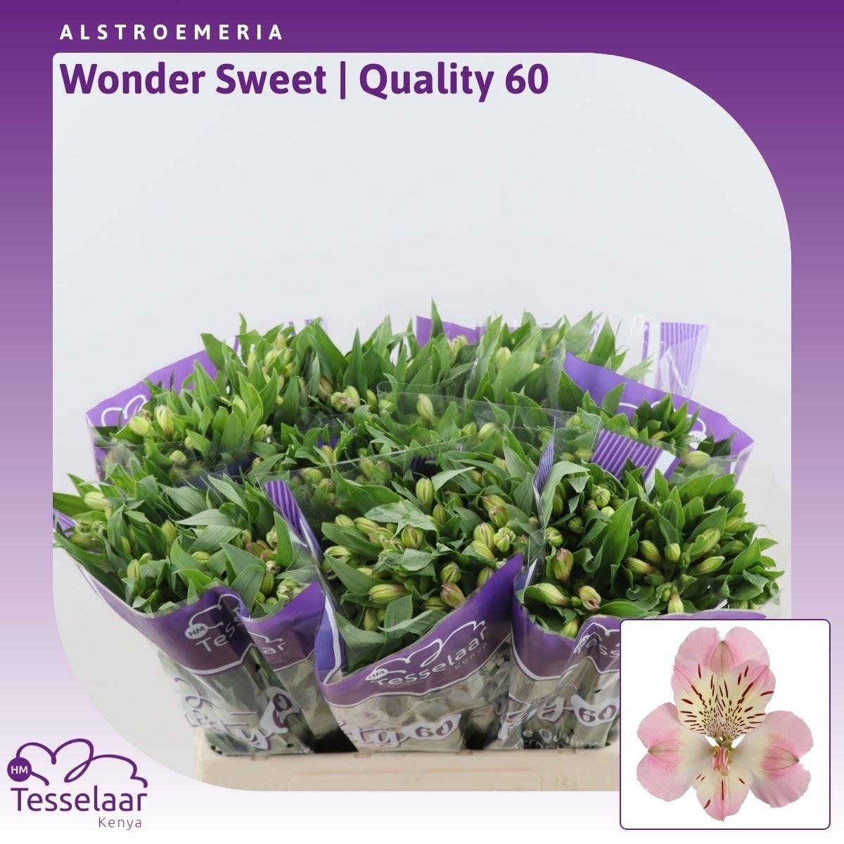 Срезанные цветы оптом Alstroemeria wonder sweet от 80шт из Голландии с доставкой по России