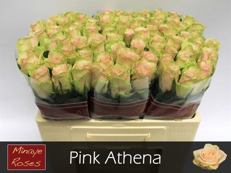 Срезанные цветы оптом Rosa large pink athena от 80шт.. из Голландии с доставкой по России