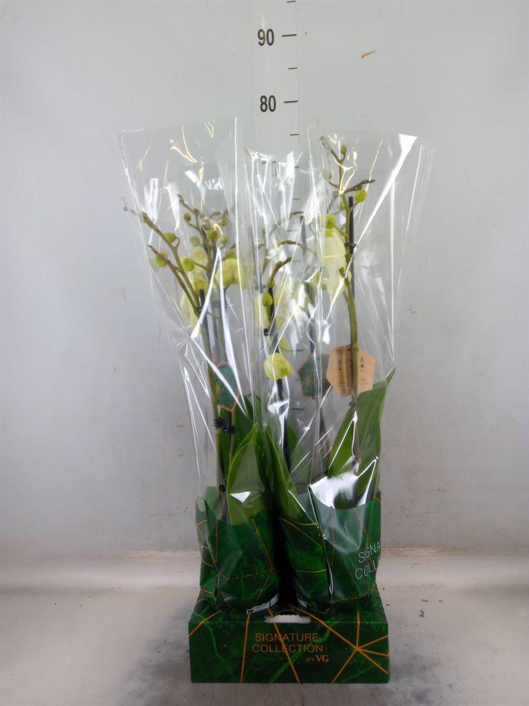 Горшечные цветы и растения оптом Phalaenopsis   ...yellow от 4шт из Голландии с доставкой по России