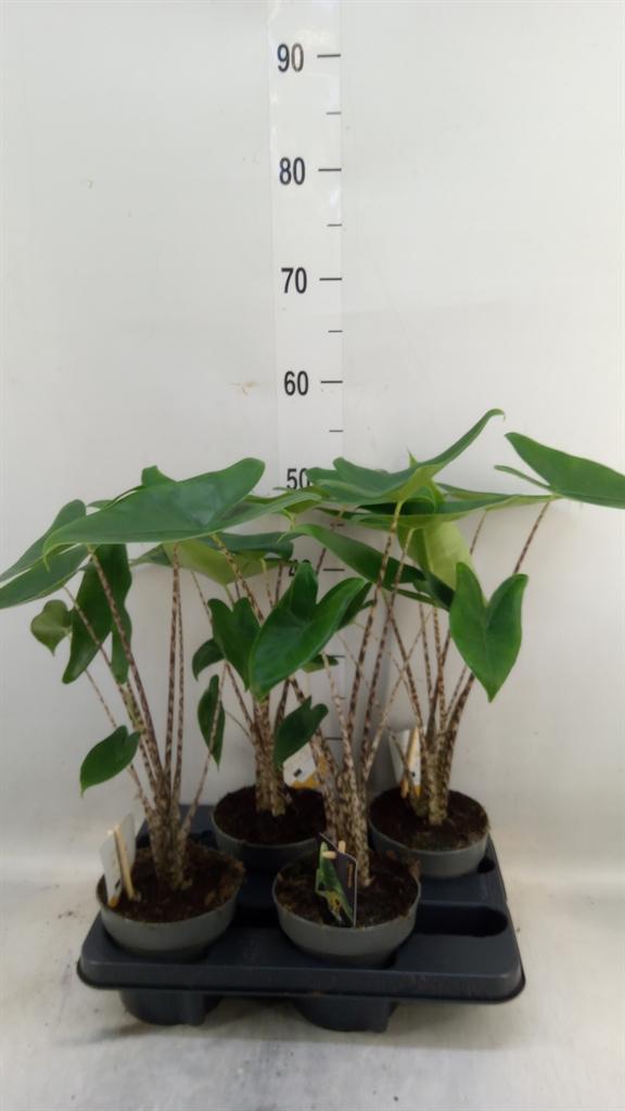Горшечные цветы и растения оптом Alocasia Zebrina от 4шт (для телеги) из Голландии с доставкой по России