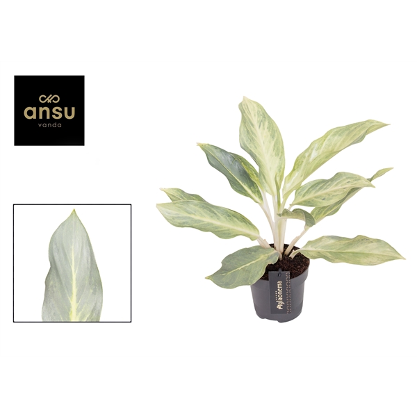 Горшечные цветы и растения оптом Aglaonema Aqua Green от 6шт из Голландии с доставкой по России