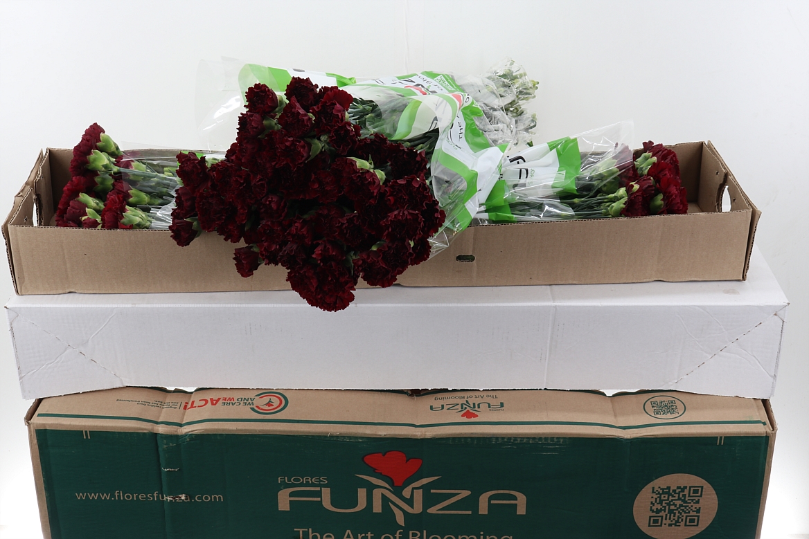 Срезанные цветы оптом Dianthus st zurigo от 160шт из Голландии с доставкой по России