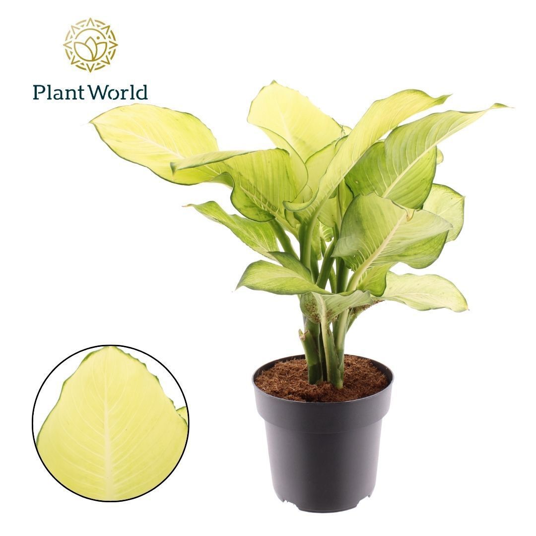 Горшечные цветы и растения оптом Dieffenbachia Tropic Marianne от 3шт из Голландии с доставкой по России