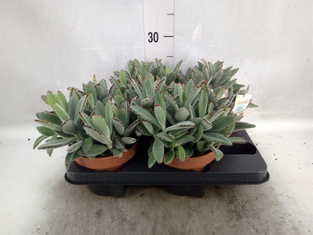 Горшечные цветы и растения оптом Kalanchoe Nf Tomentosa от 4шт из Голландии с доставкой по России