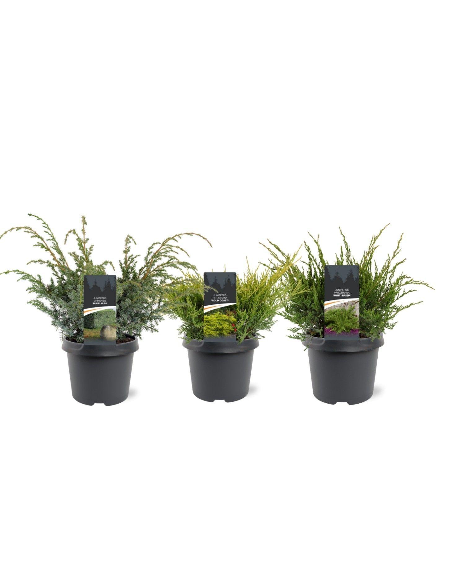 Горшечные цветы и растения оптом Juniperus Mix Bush от 3шт из Голландии с доставкой по России