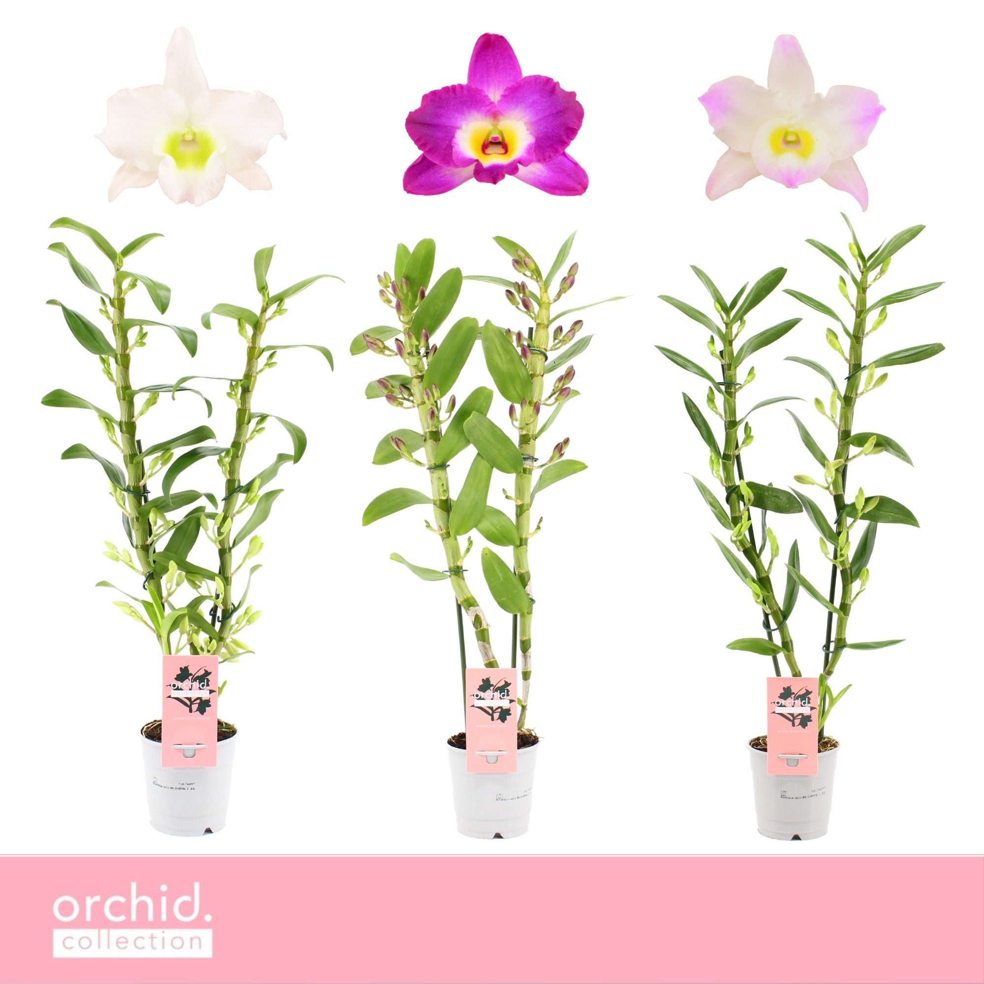 Горшечные цветы и растения оптом Dendr Nob 2st Mix Orchid Collection от 10шт из Голландии с доставкой по России