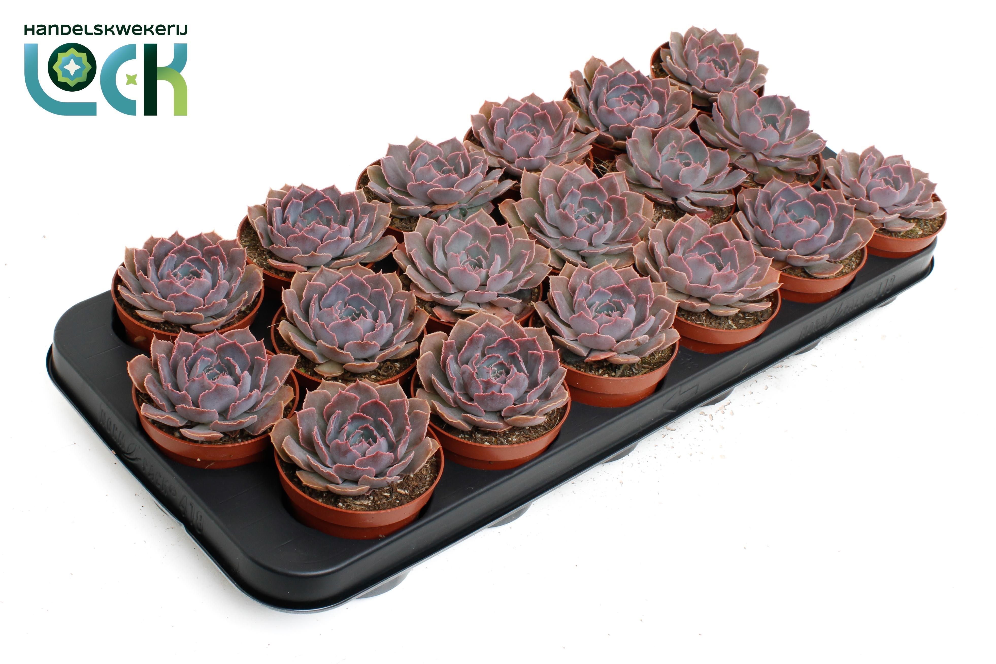 Горшечные цветы и растения оптом Echeveria Schaviana от 12шт (для телеги) из Голландии с доставкой по России