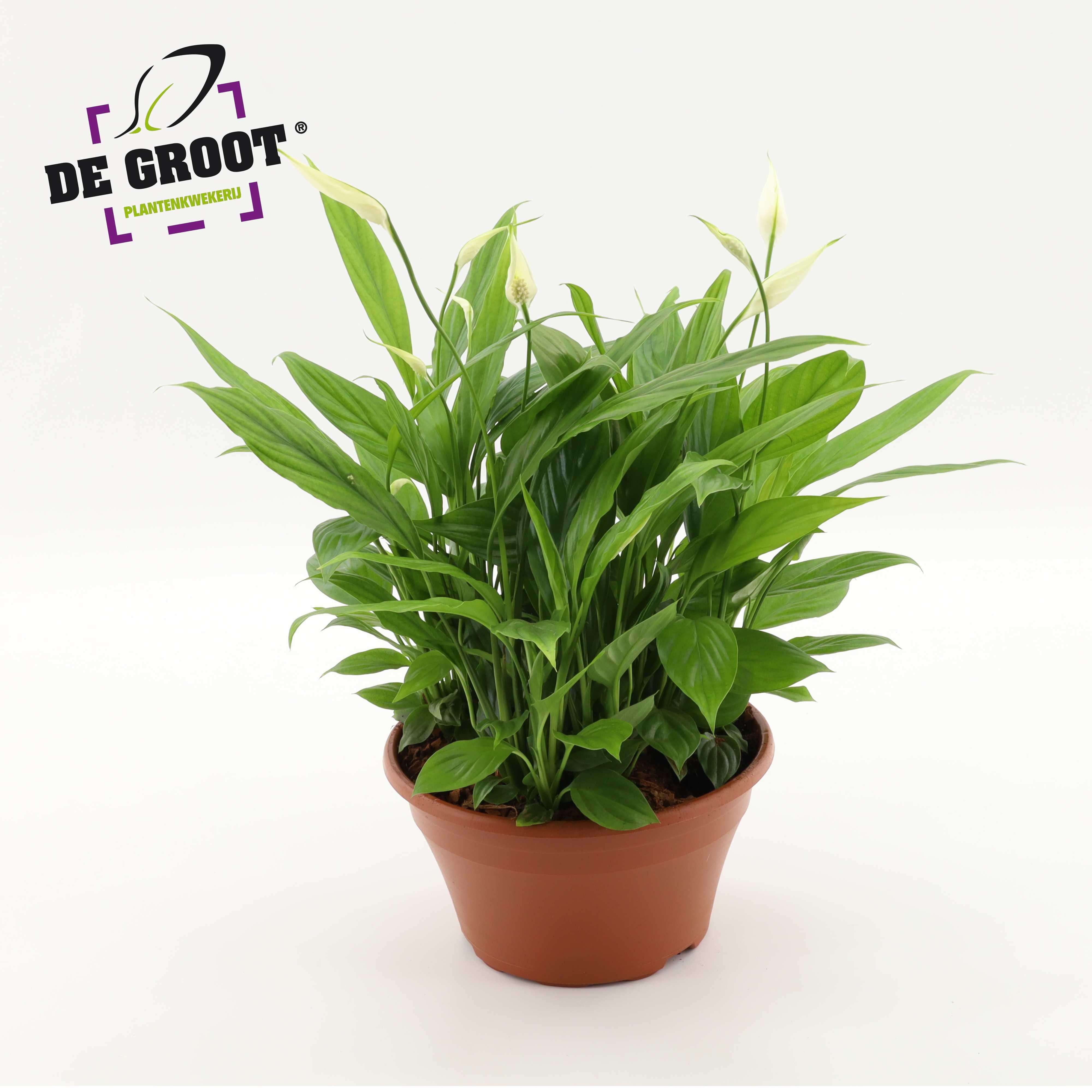 Горшечные цветы и растения оптом Spath In Bowl от 2шт из Голландии с доставкой по России