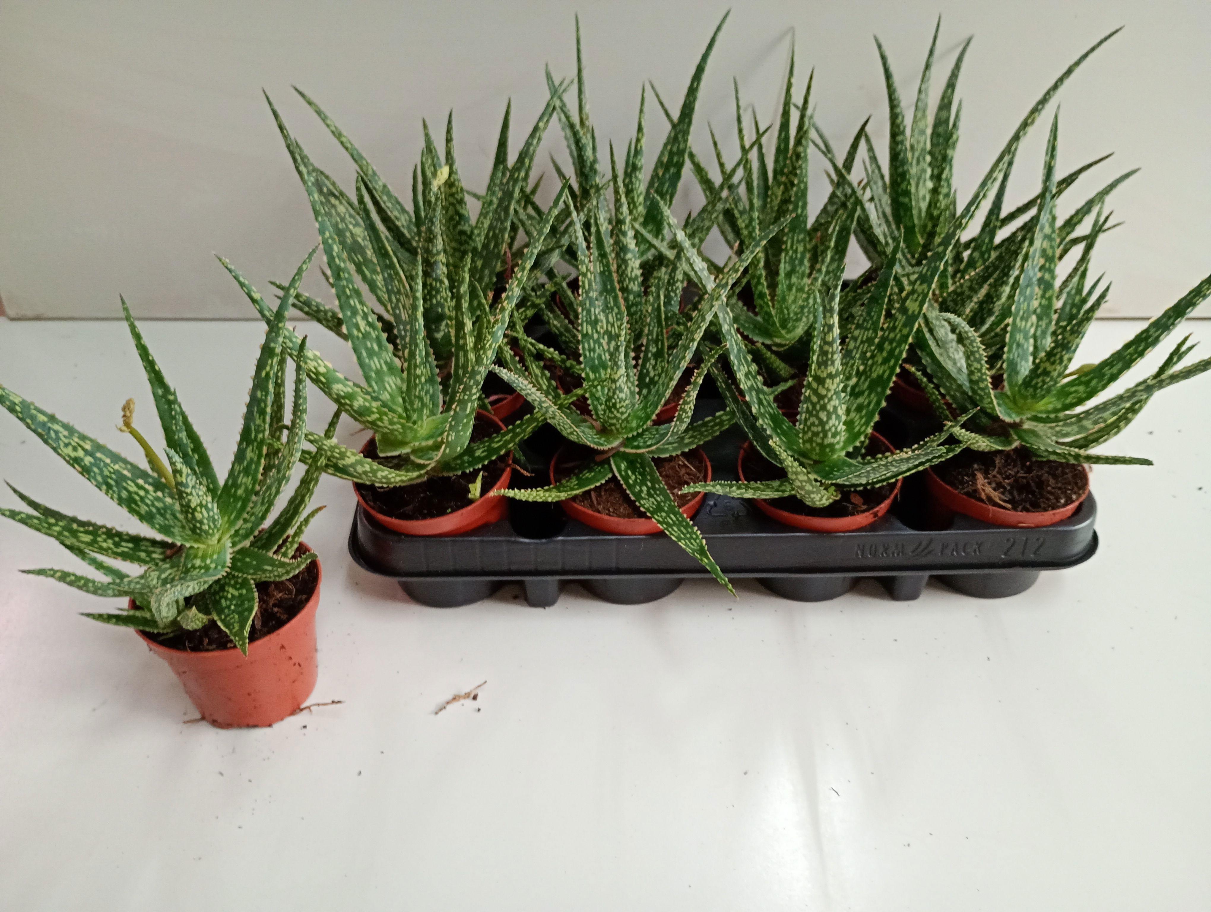 Горшечные цветы и растения оптом Aloe Ov от 12шт (для телеги) из Голландии с доставкой по России