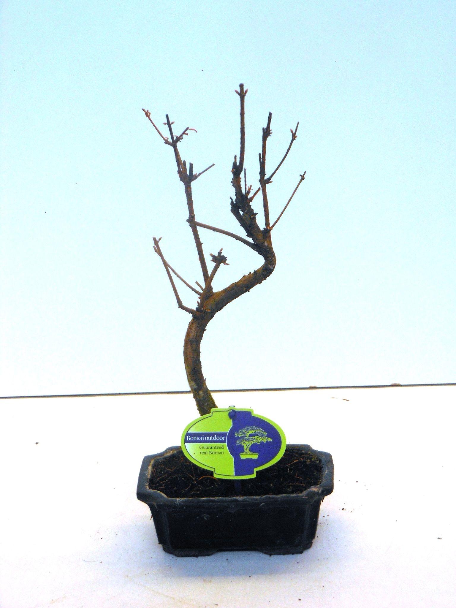 Горшечные цветы и растения оптом Bonsai Metasequoia Glyptostroboides от 8шт из Голландии с доставкой по России