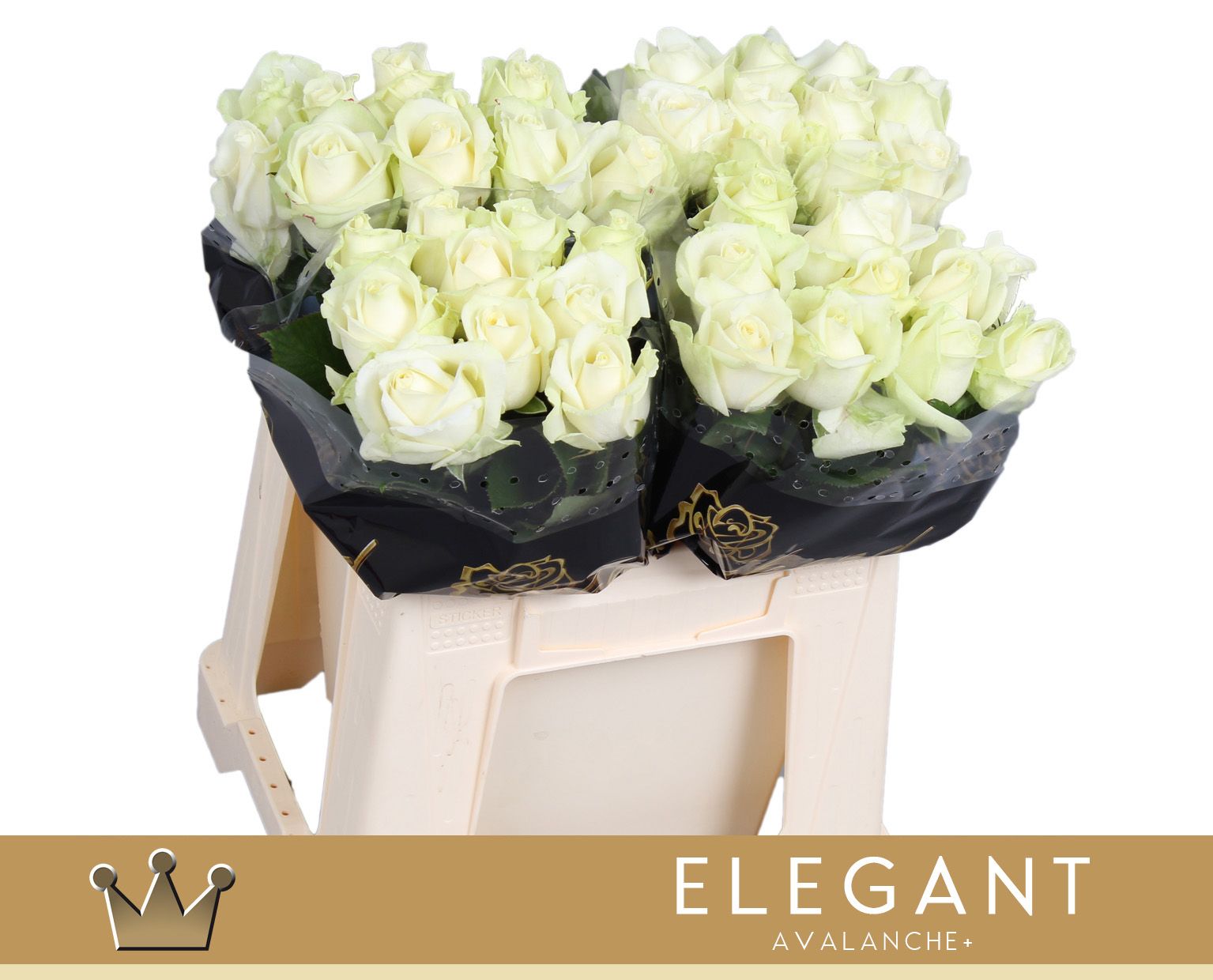 Срезанные цветы оптом Rosa large avalanche+ Bernhard Elegant от 40шт из Голландии с доставкой по России