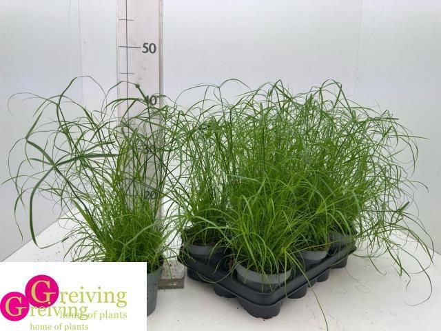 Горшечные цветы и растения оптом Cyper Alt Zumula от 8шт из Голландии с доставкой по России