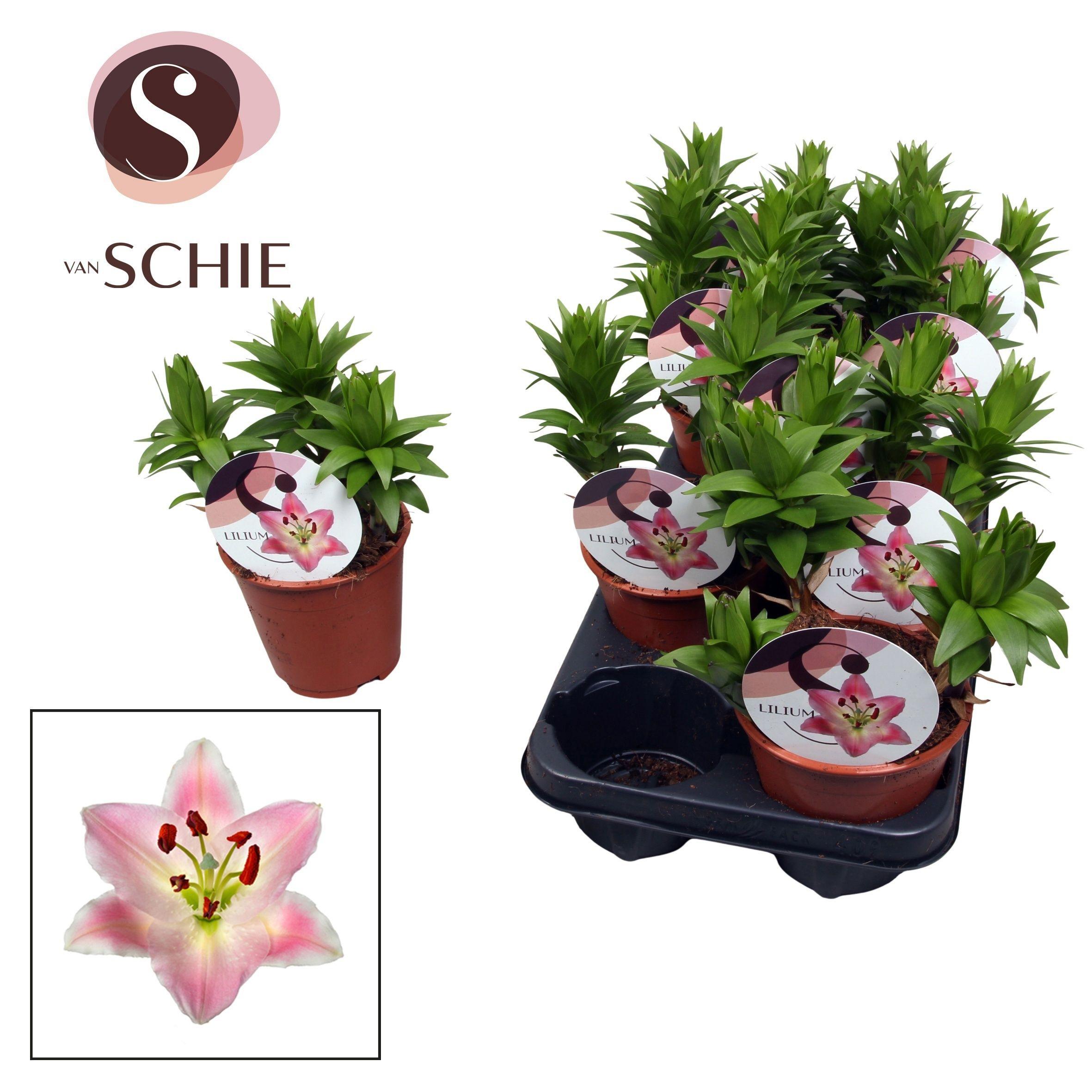 Горшечные цветы и растения оптом Lilium Oriental Watch Me Grow Souvenir от 9шт из Голландии с доставкой по России