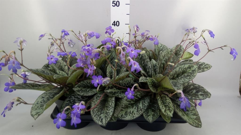 Горшечные цветы и растения оптом Streptocarpus ... от 6шт из Голландии с доставкой по России