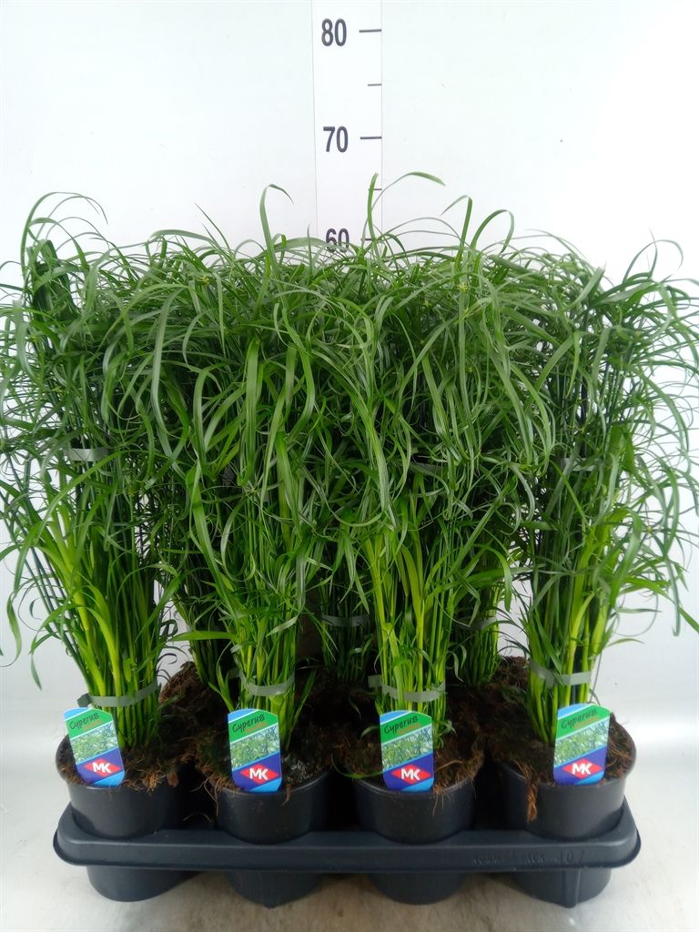 Горшечные цветы и растения оптом Cyperus Alternifolius от 7шт из Голландии с доставкой по России