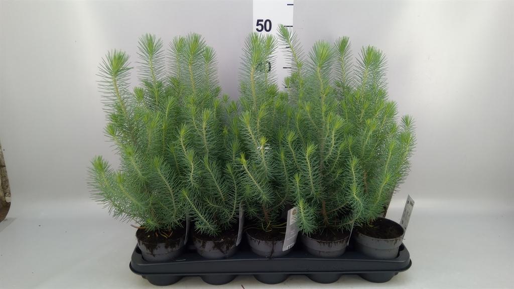 Горшечные цветы и растения оптом Pinus Pinea silver Crest от 15шт из Голландии с доставкой по России