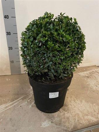 Горшечные цветы и растения оптом Buxu Sempervirens Bol от 1шт из Голландии с доставкой по России
