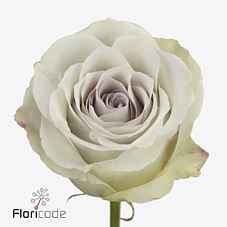 Срезанные цветы оптом Rosa ec early grey от 40шт из Голландии с доставкой по России