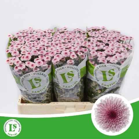 Срезанные цветы оптом Chrys sa calimero pink от 75шт из Голландии с доставкой по России