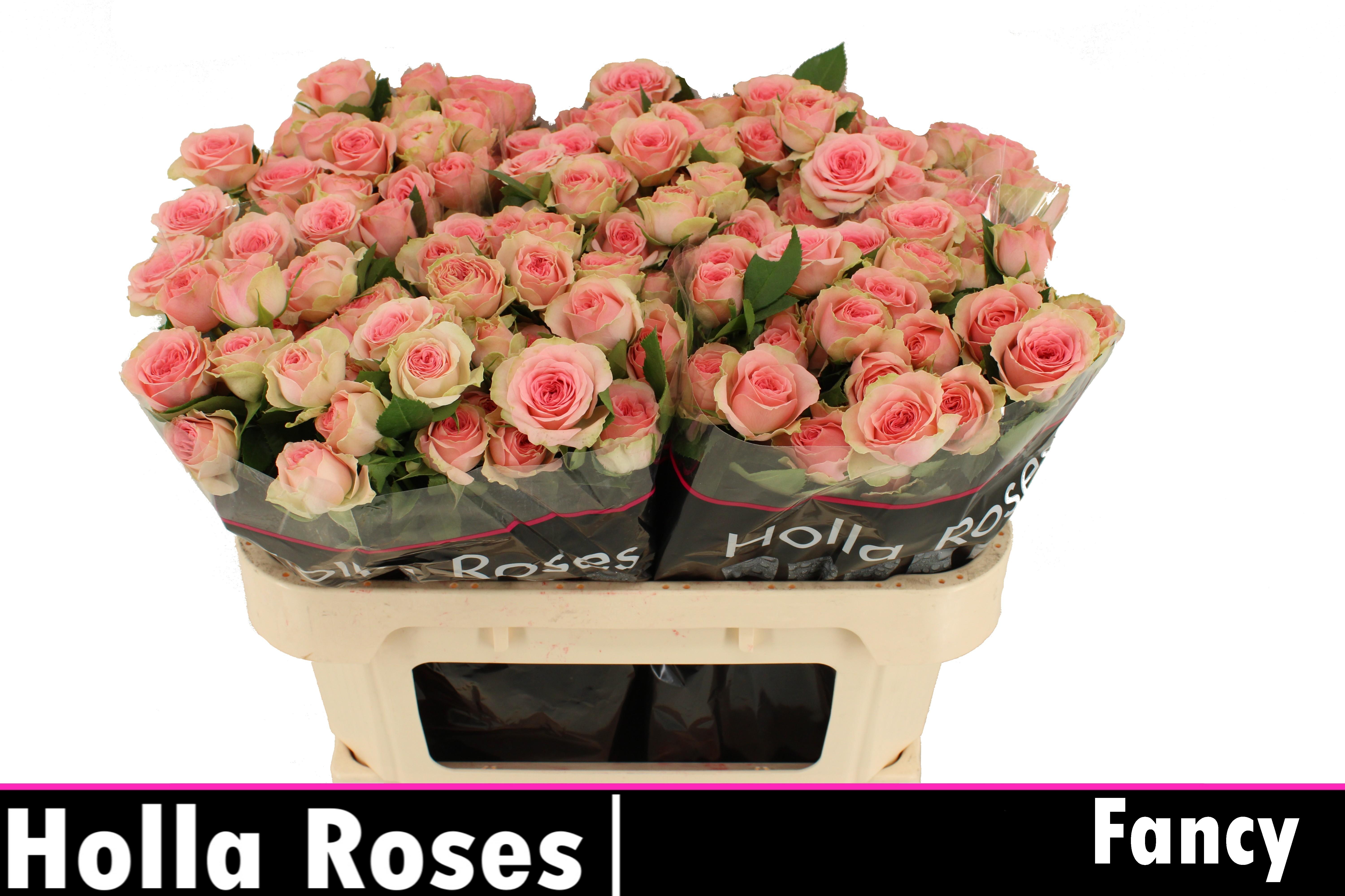 Срезанные цветы оптом Rosa spray fancy от 40шт из Голландии с доставкой по России