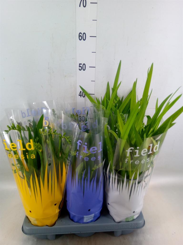 Горшечные цветы и растения оптом Freesia   ... от 6шт из Голландии с доставкой по России