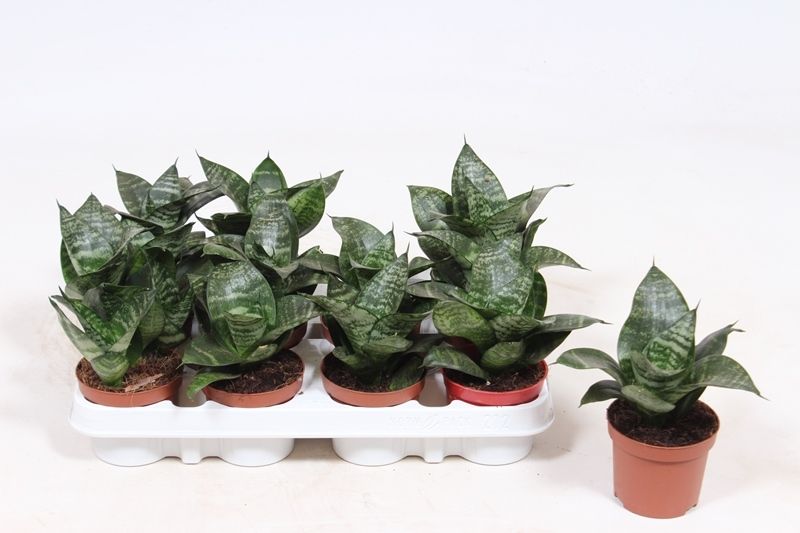 Горшечные цветы и растения оптом Sansevieria Hahnii от 12шт (для телеги) из Голландии с доставкой по России
