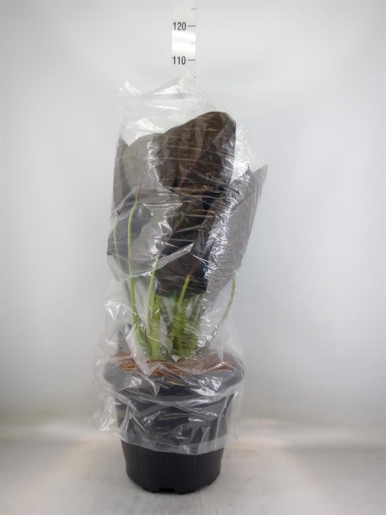 Горшечные цветы и растения оптом Alocasia Wentii от 1шт (для телеги) из Голландии с доставкой по России