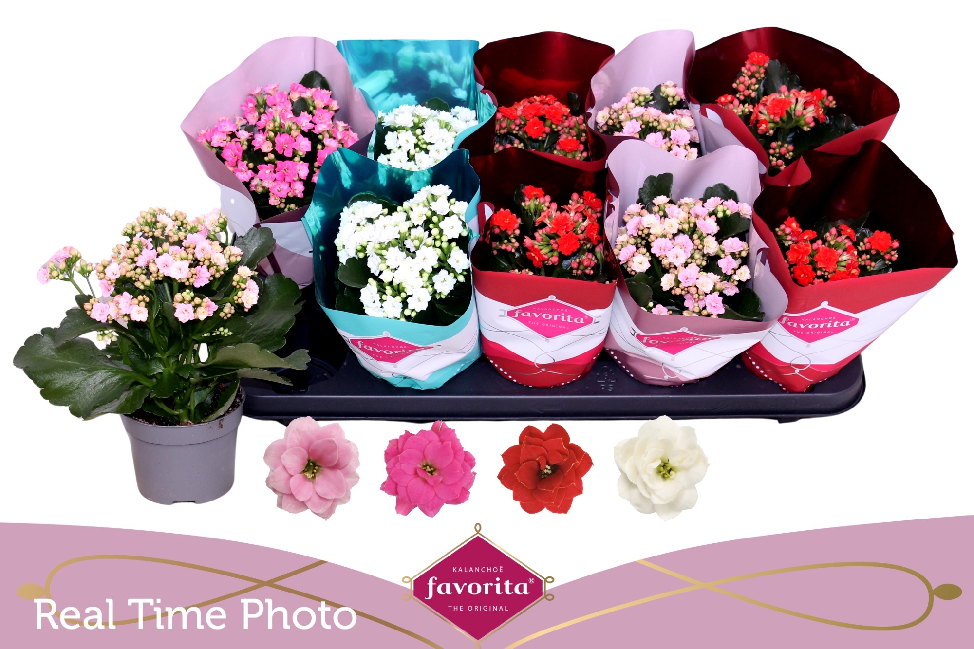 Горшечные цветы и растения оптом Kal Ge Perf Gem 4 Kl от 10шт из Голландии с доставкой по России