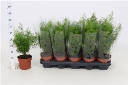 Горшечные цветы и растения оптом Aspar D Sprengeri от 10шт из Голландии с доставкой по России