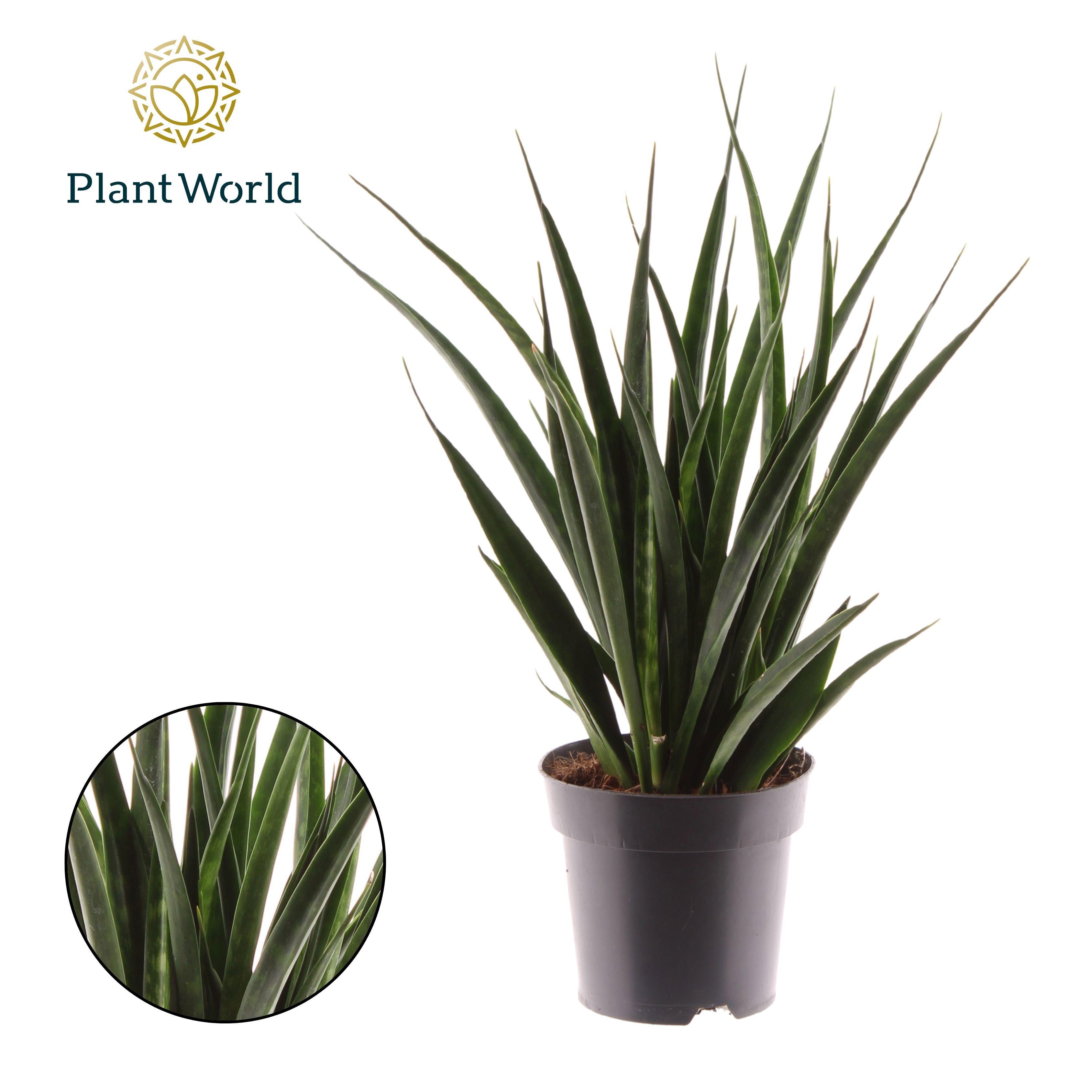 Горшечные цветы и растения оптом Sansevieria Kirkii Friends от 7шт из Голландии с доставкой по России