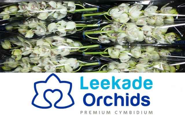 Срезанные цветы оптом Minicymbidium white iris от 8шт из Голландии с доставкой по России