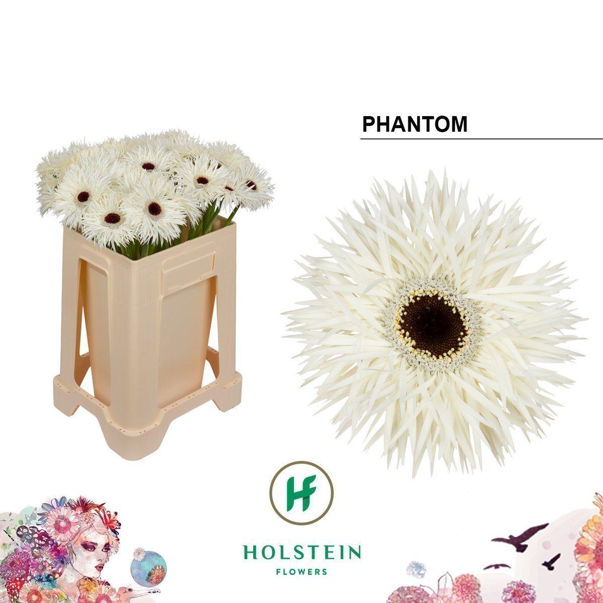 Срезанные цветы оптом Gerbera phantom от 40шт из Голландии с доставкой по России