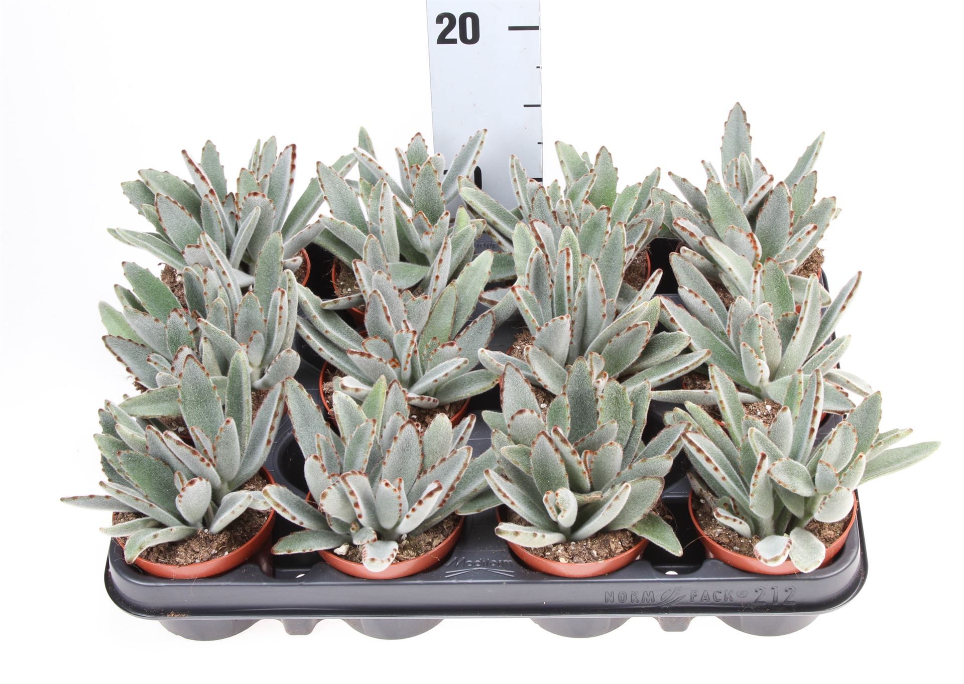 Горшечные цветы и растения оптом Kalanchoe Nf Tomentosa от 12шт (для телеги) из Голландии с доставкой по России