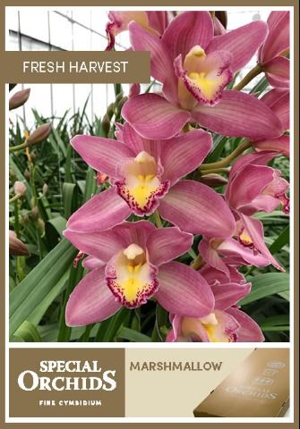 Срезанные цветы оптом Cymbidium pink marshmallow от 16шт. из Голландии с доставкой по России