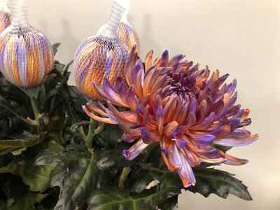 Срезанные цветы оптом Chrys bl paint antonov bonaire от 40шт из Голландии с доставкой по России