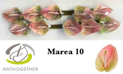 Срезанные цветы оптом Anthurium marea от 12шт. из Голландии с доставкой по России